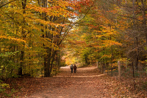 Fall is here!